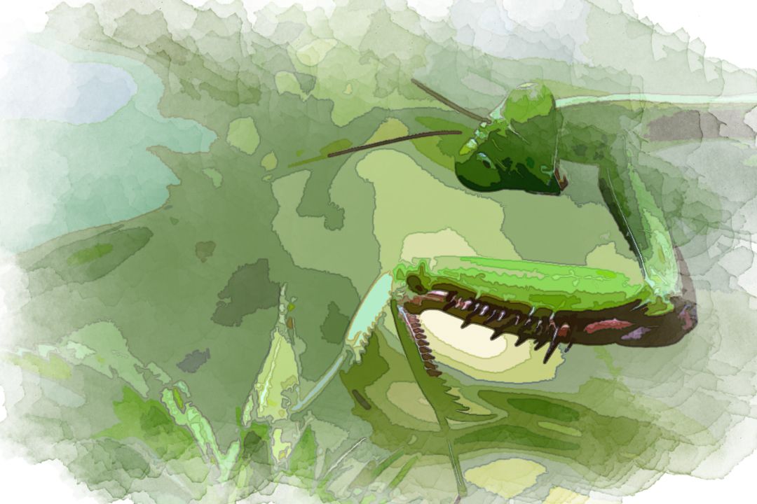 green mantis near green plant