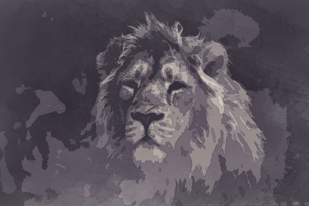 A beautiful lion at Parken Zoo, Sweden.