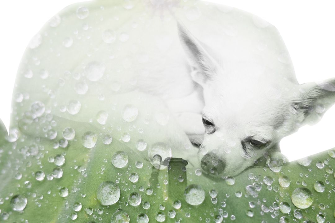 Dew on green foliage in macro