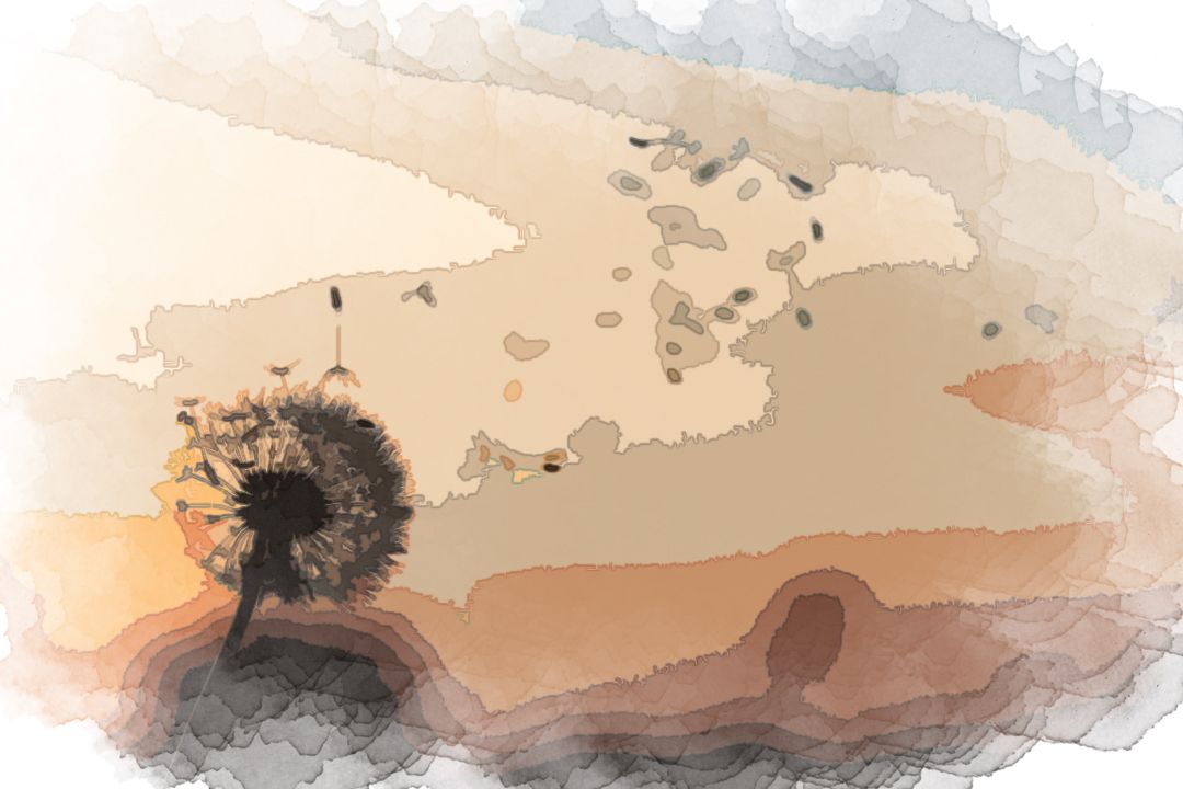 shallow focus photography of dandelion