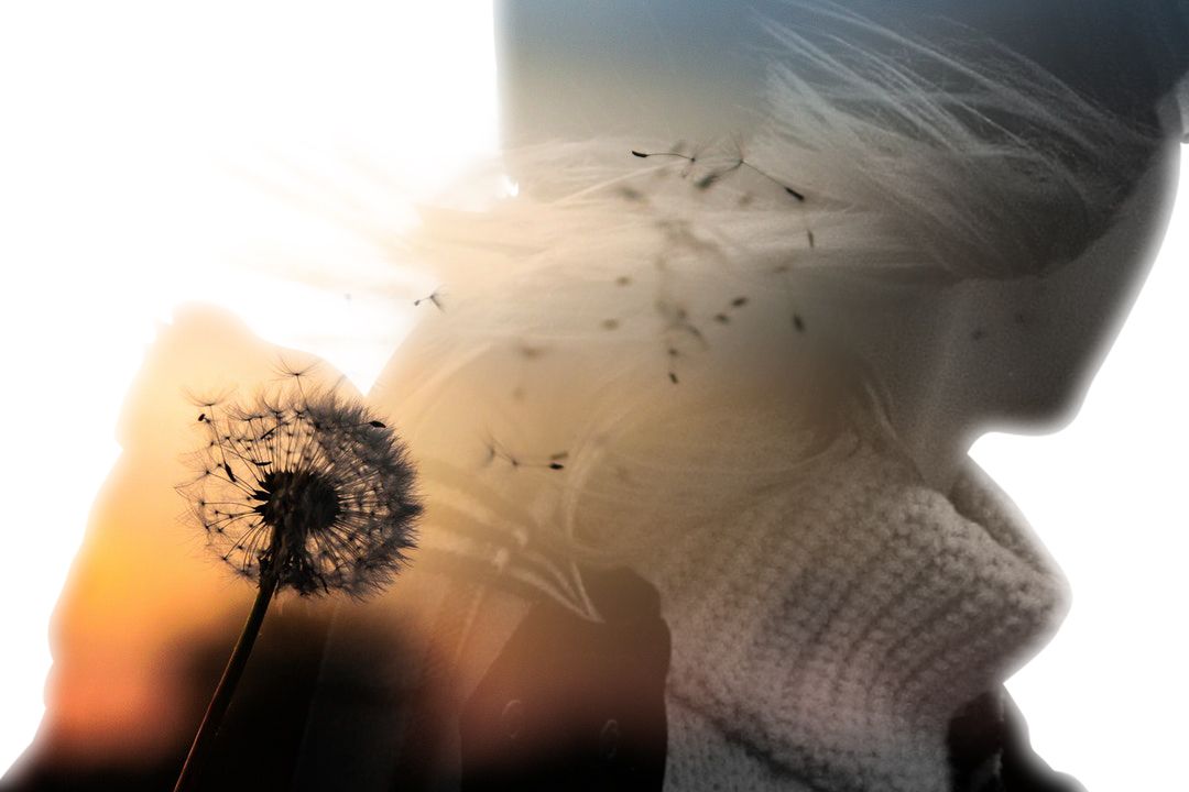 shallow focus photography of dandelion