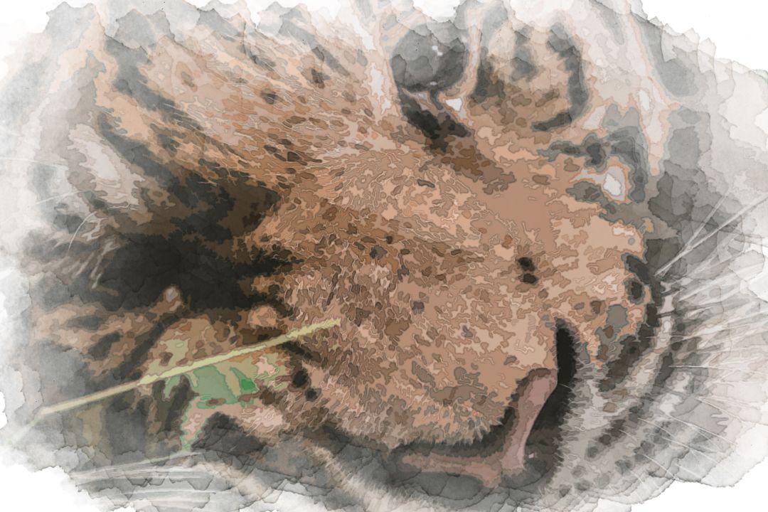 shallow focus photography of tiger