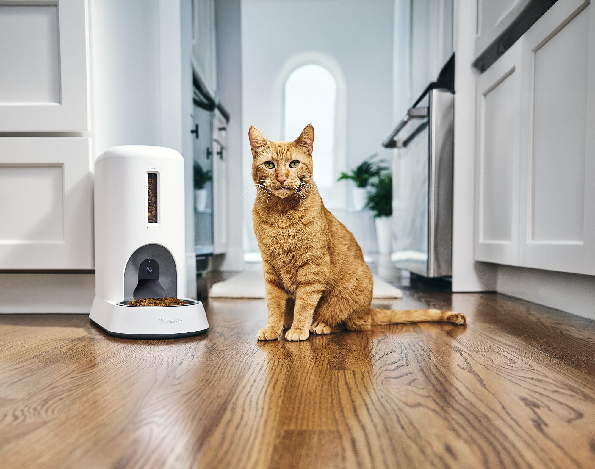 Petivity-Smart-Feeder-for-Cats