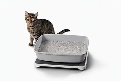 Feline elimination patterns linked to kidney disease demonstrated through smart litter box monitor