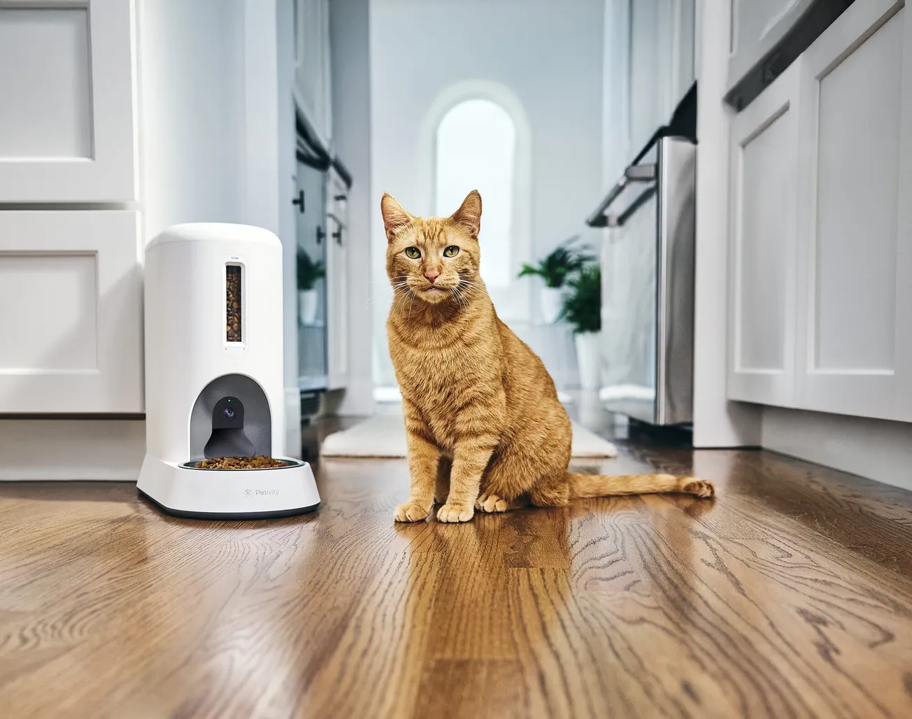 Petivity launches Smart Feeder for Cats with a NYC Experience that feeds real shelter cats