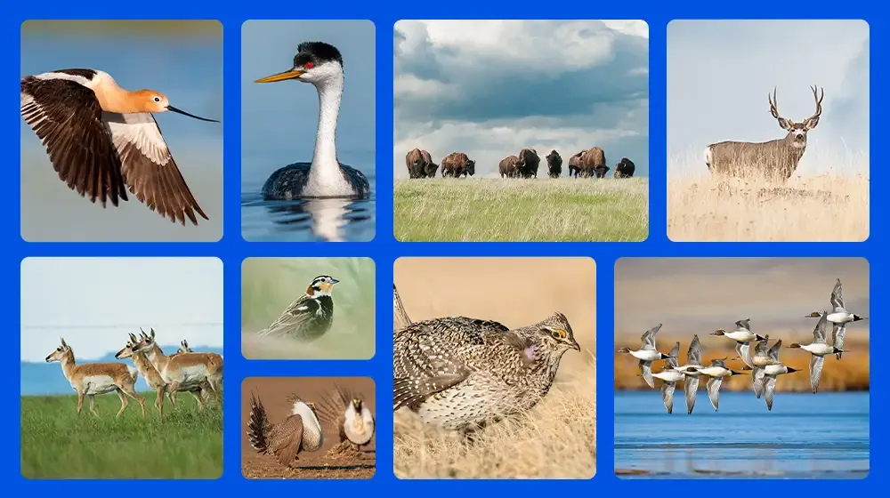 Walmart Foundation backs $18 million Great Plains conservation fund