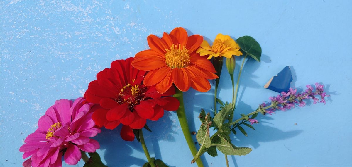 Four flowers, a nasturtium leaf, and a ceramic shard make a rainbow on a light blue background. 