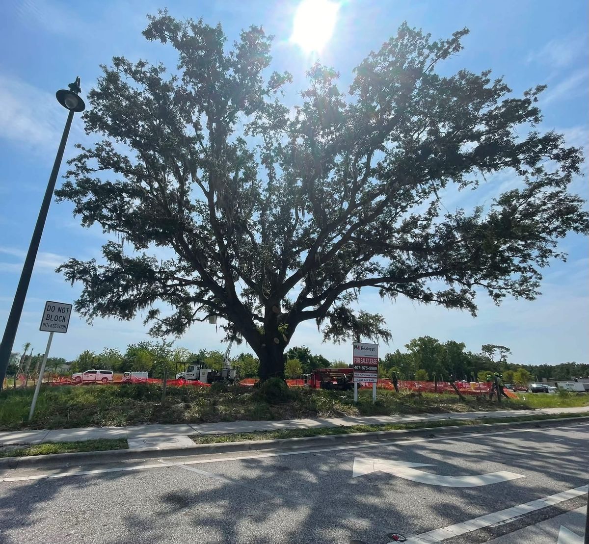 "This Live Oak Is Here to Stay": The Story of the Tree Being Saved in Winter Springs Town Center