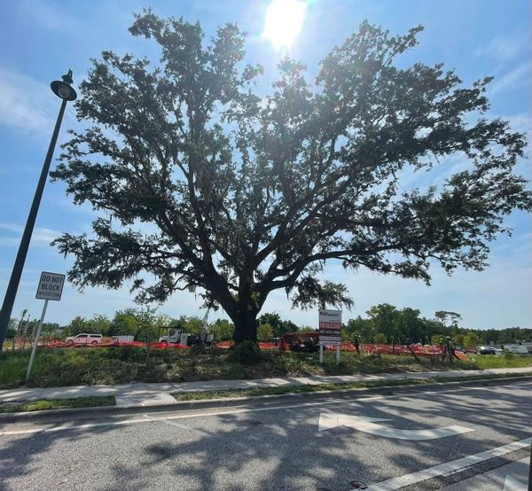 "This Live Oak Is Here to Stay": The Story of the Tree Being Saved in Winter Springs Town Center