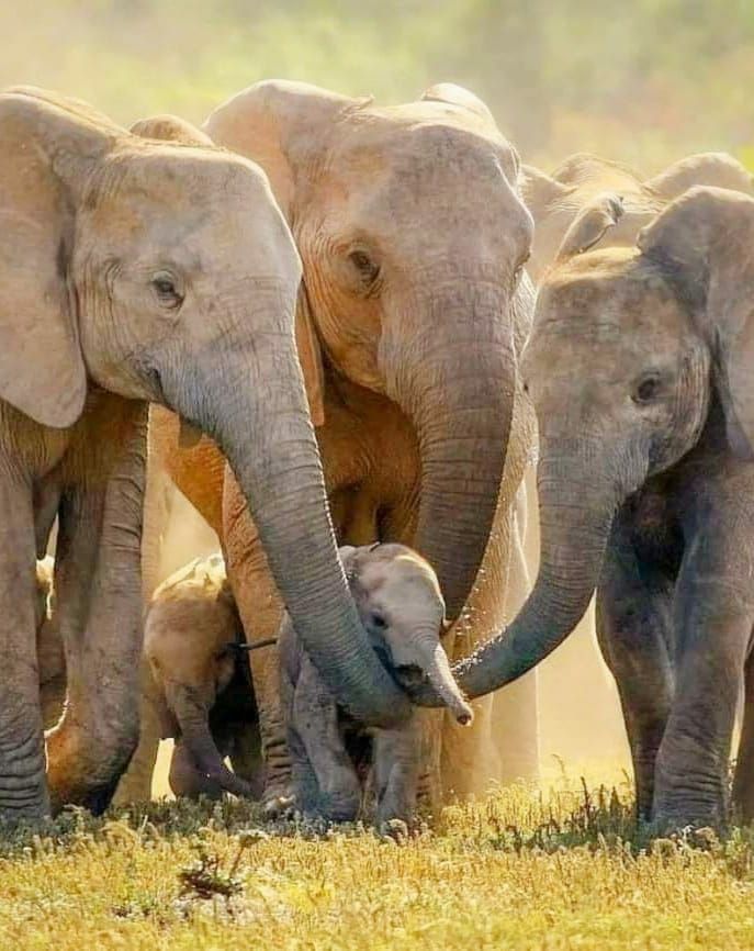 Social Learning - Simple sayings by alfred