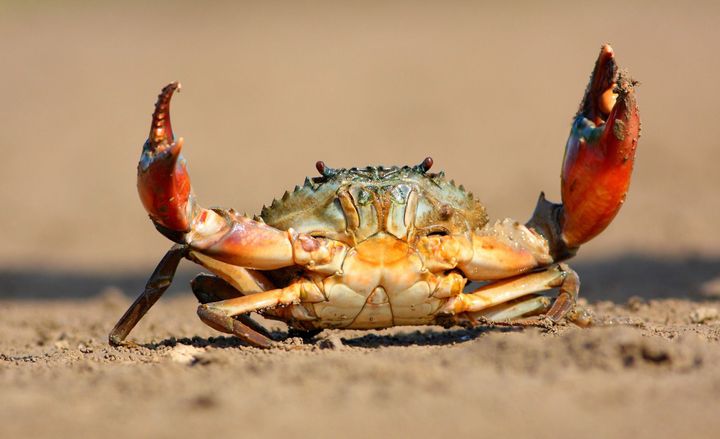Crabs in a Bucket