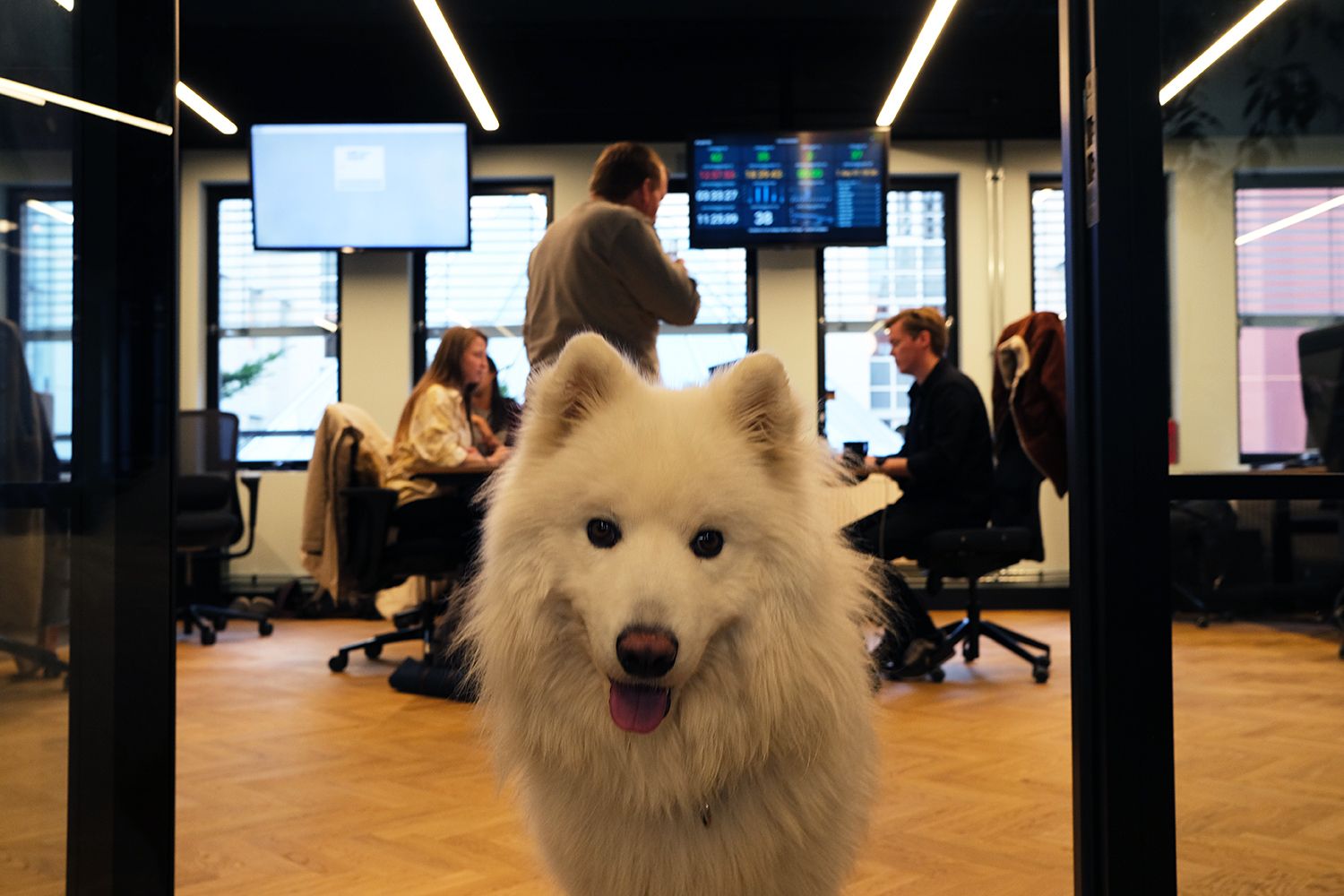 Fotografi av hund med Fiken-ansatte i bakgrunnen