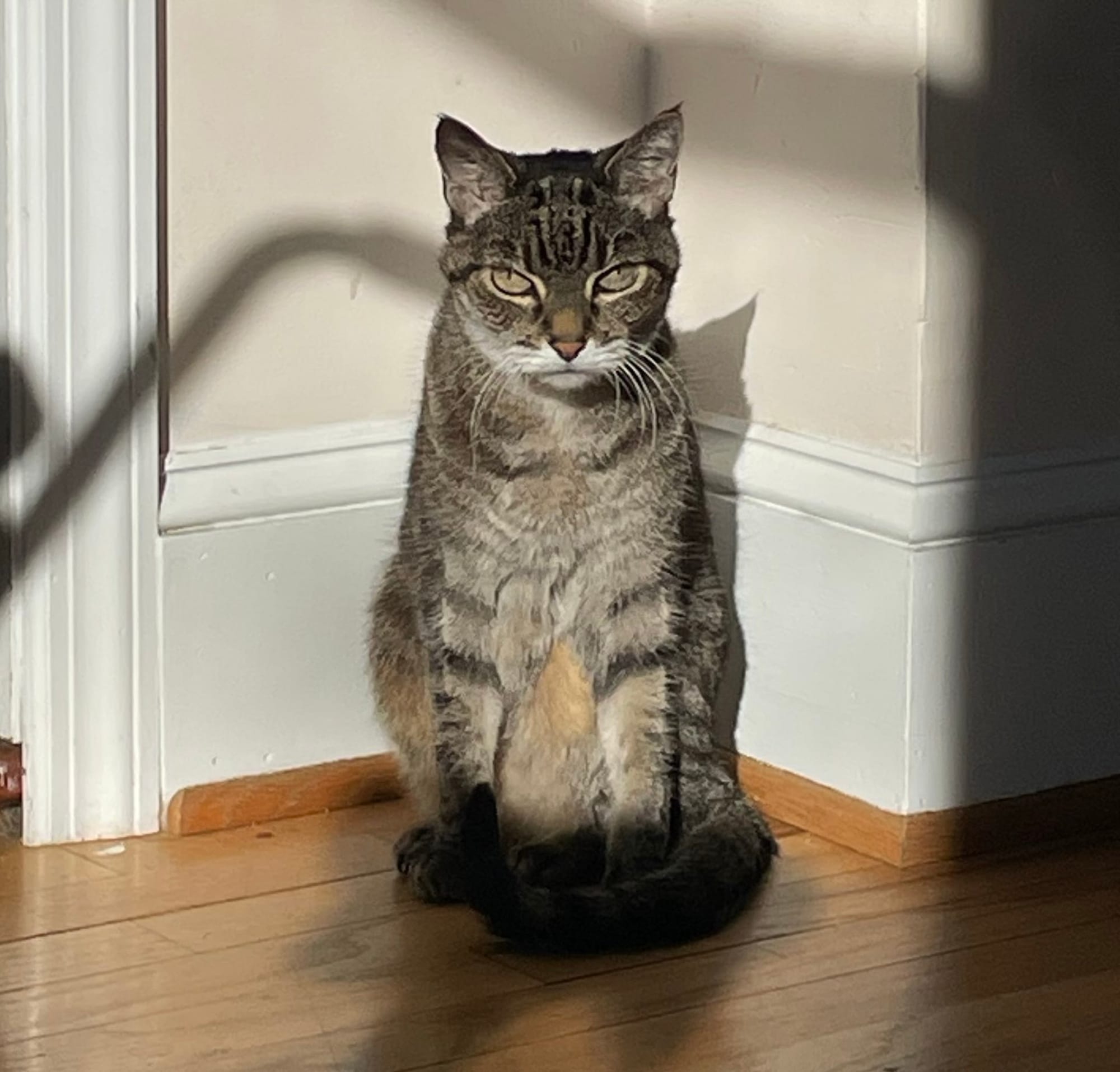 A grey tiger-stripe cat sits in a sunlit corner, staring directly at the photographer with a "why are you fucking with me?" look.