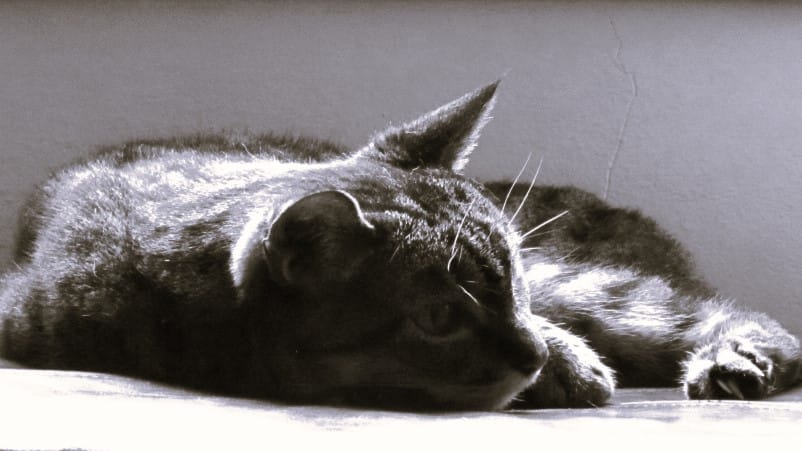 A black and white photo of a striped tabby cat backlit in shadow laying on a highly reflective surface.