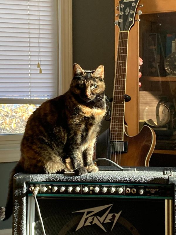 A tortoise-shell colored cat sits in winter morning light atop a guitar amplifier looking at the photographer. A guitar sits in the background.