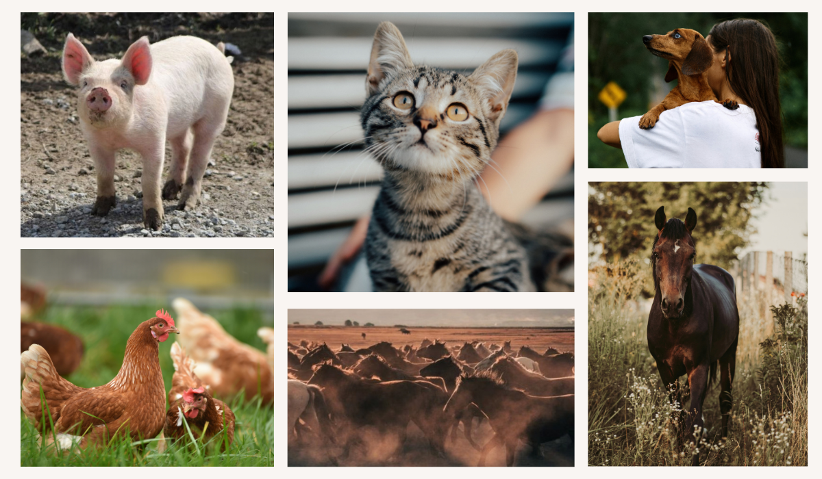 Animals