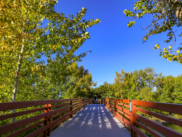 photo of bridge and trees