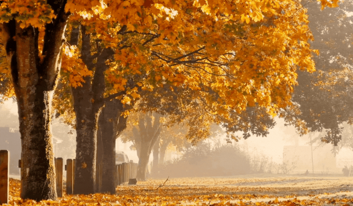 Fall.