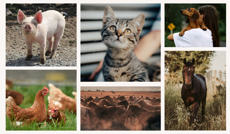 Animals