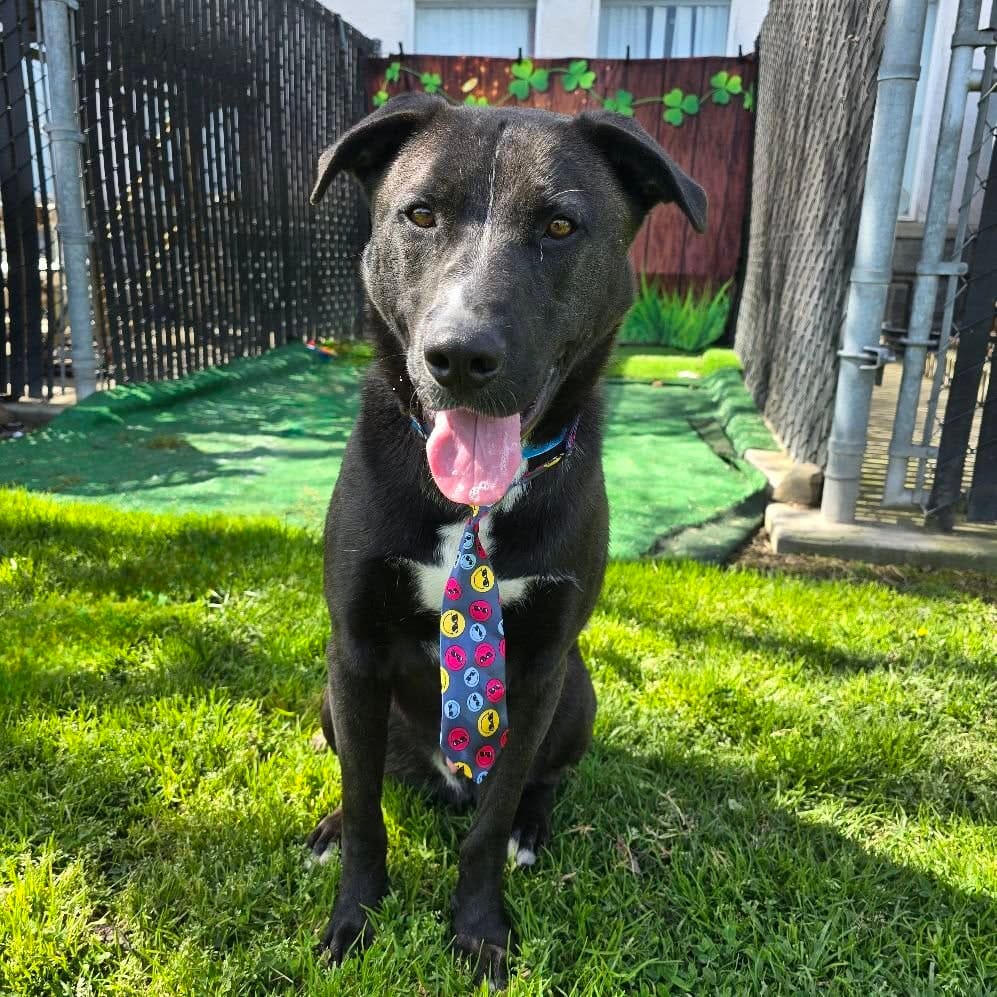 A really good black dog wearing a colorful tie while sitting on the grass.