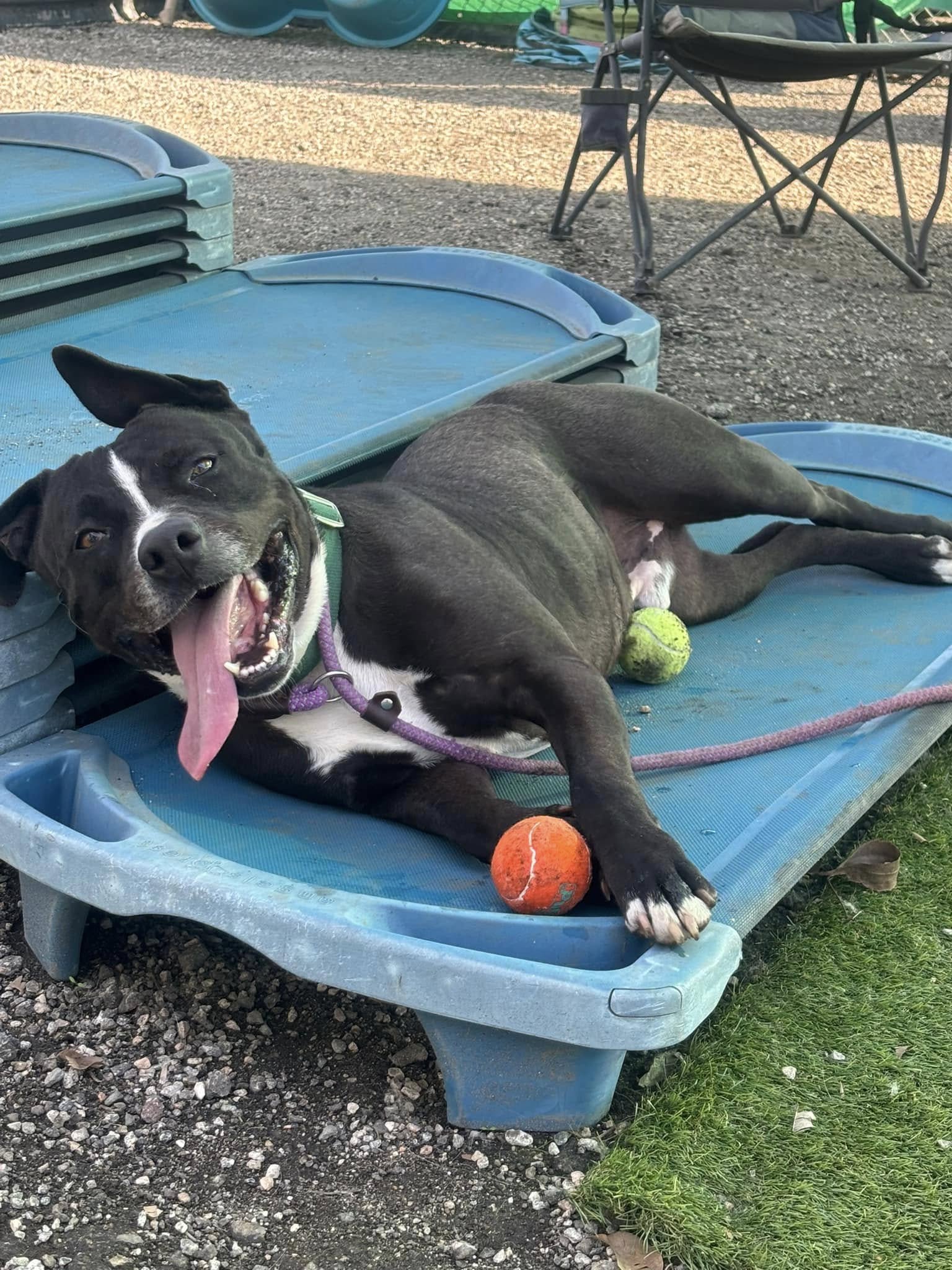 A sweet dog laying on a blue table with an orange ball and a green ball.