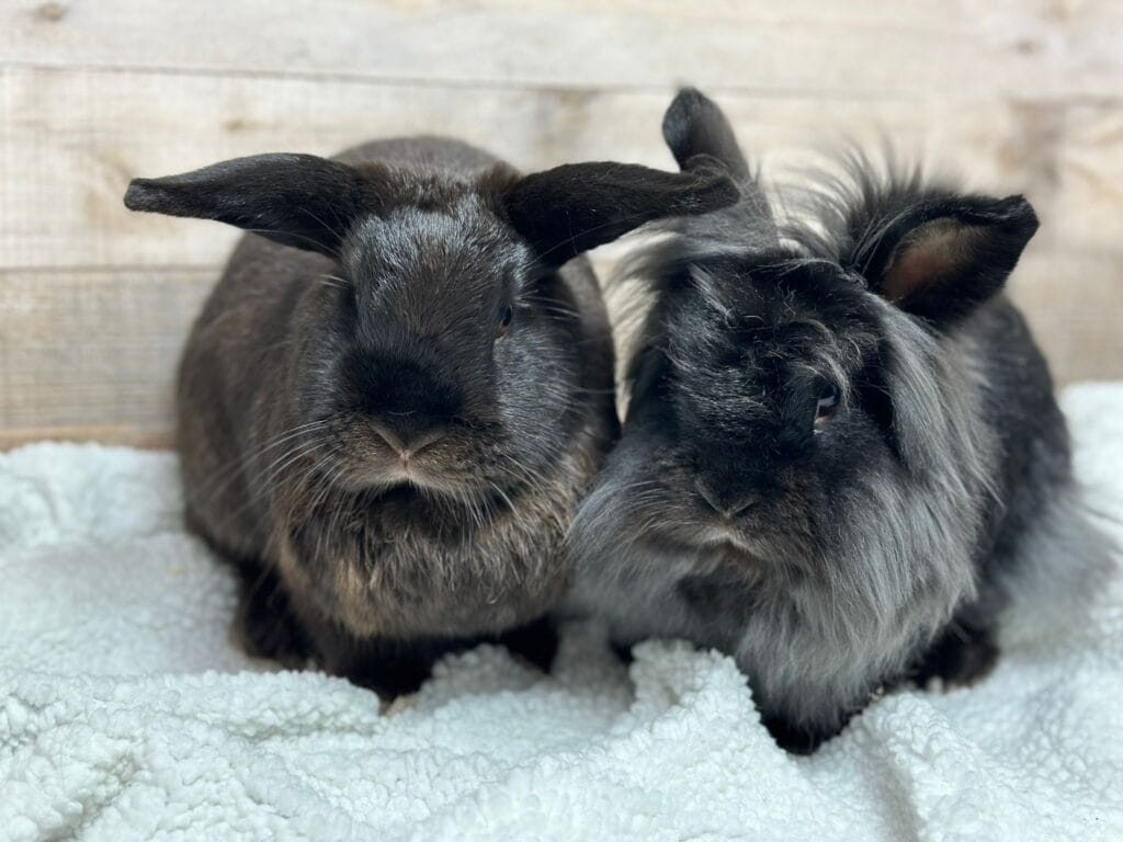 Two dark gray bunnies sit next to each other.