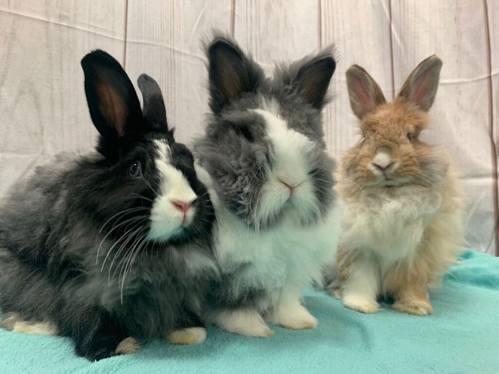 Three very fluffy bunnies sit next to each other.