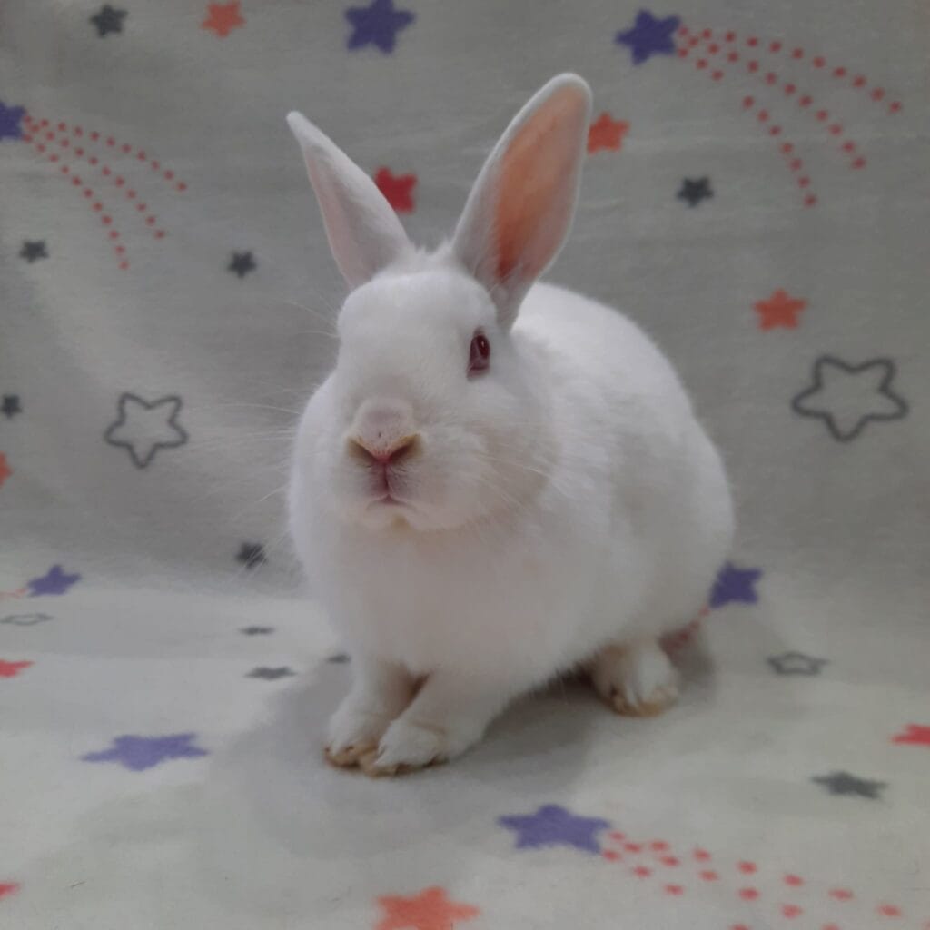 A white bunny sits still.