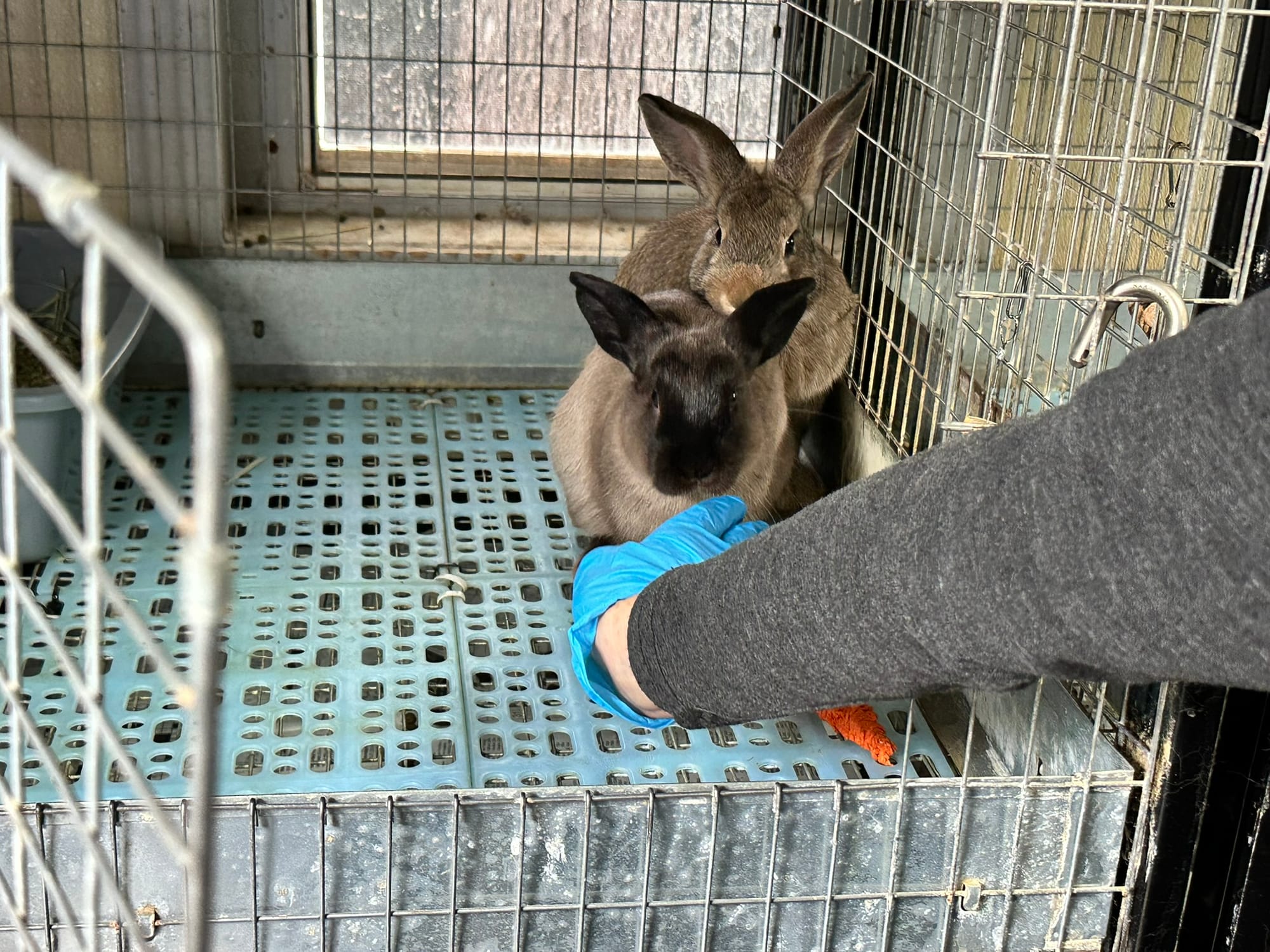 A hand wearing a blue glove pets a black and beige bunny while another bunny sits nearby.