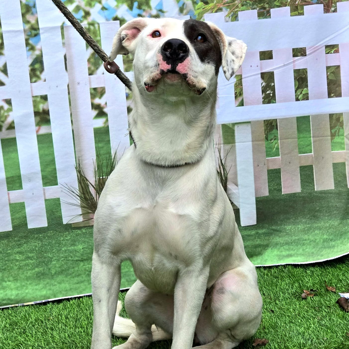 A really good white dog sitting on the grass.
