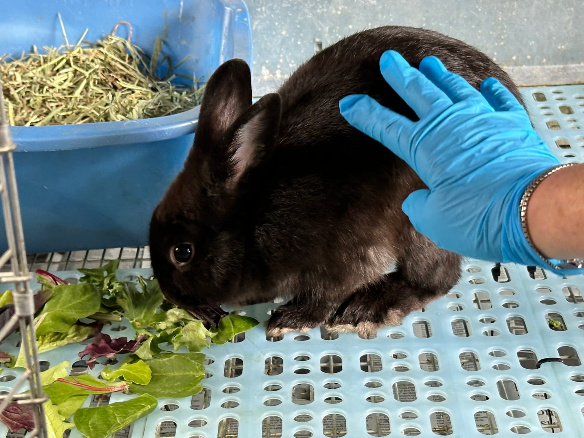 A hand wearing a blue glove pets a black bunny rabbit that is eating leaves.
