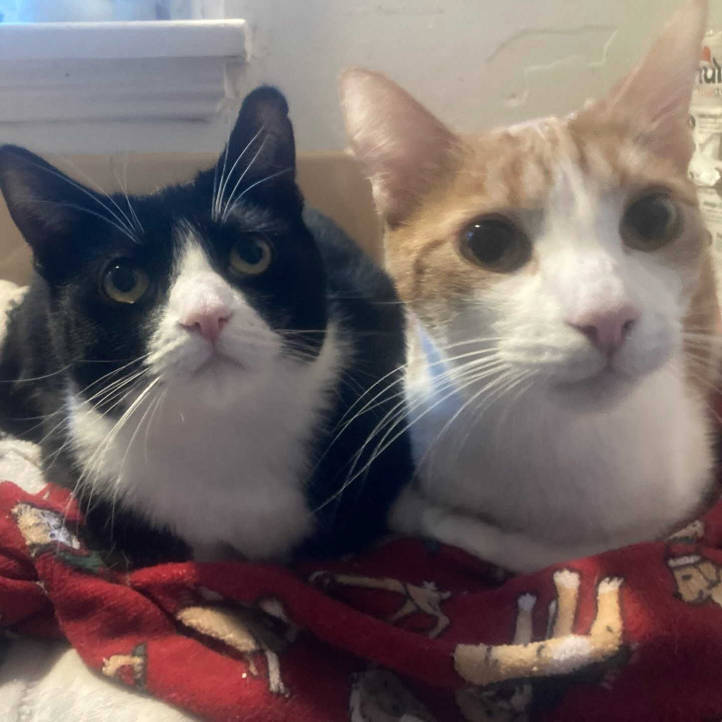 A black and white cat lays down on a red blanket with a beige and white cat.