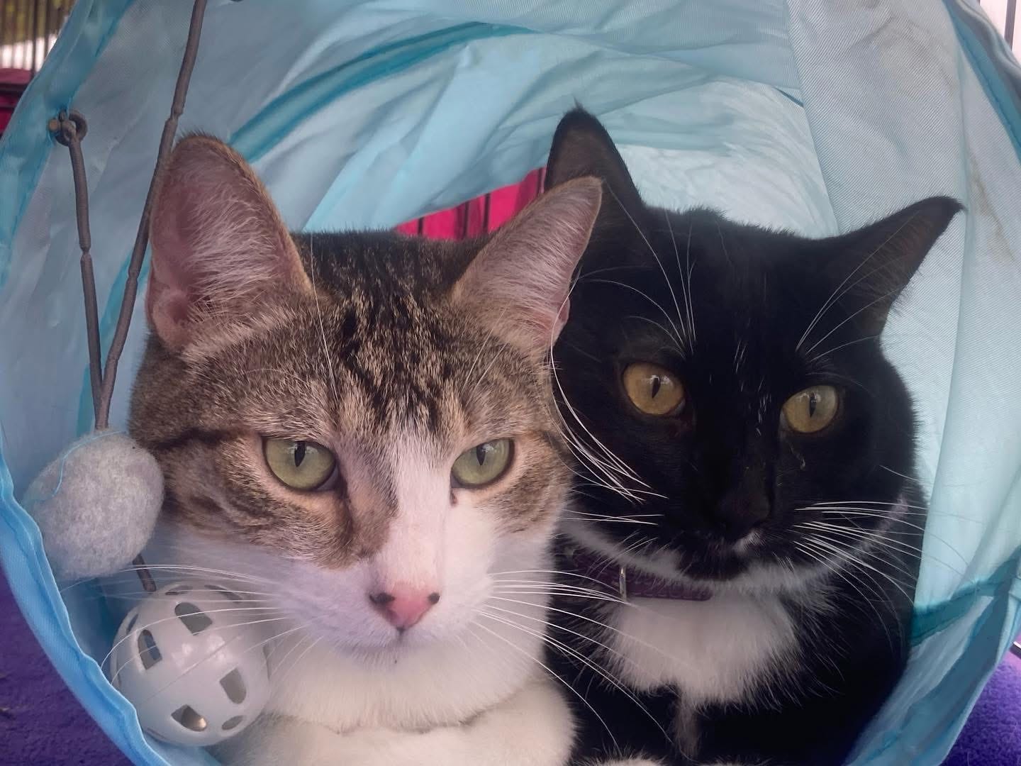 A gray and white cat cuddles next to a black and white cat.