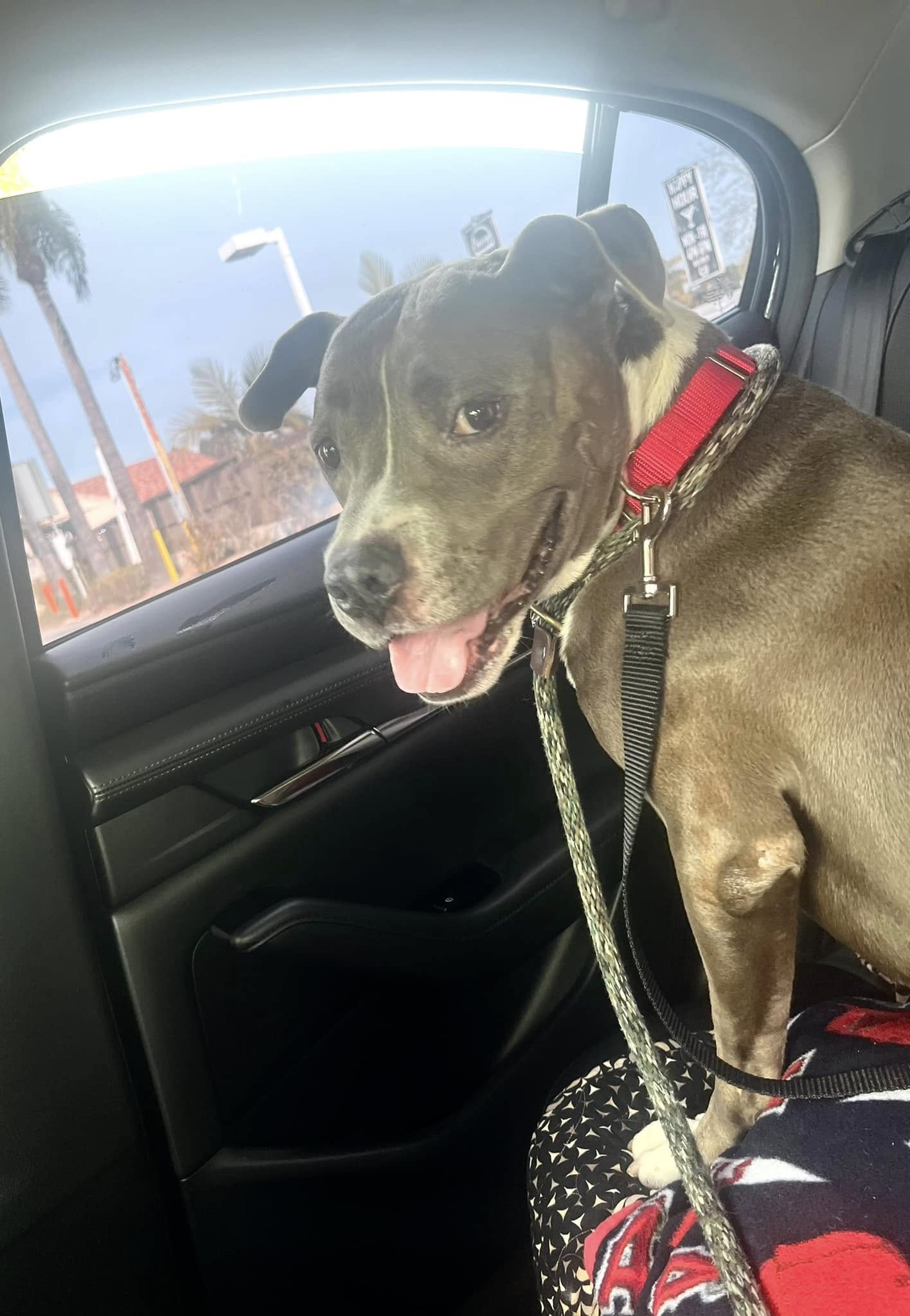 A brown dog with two leashes sits in the back seat of a car.