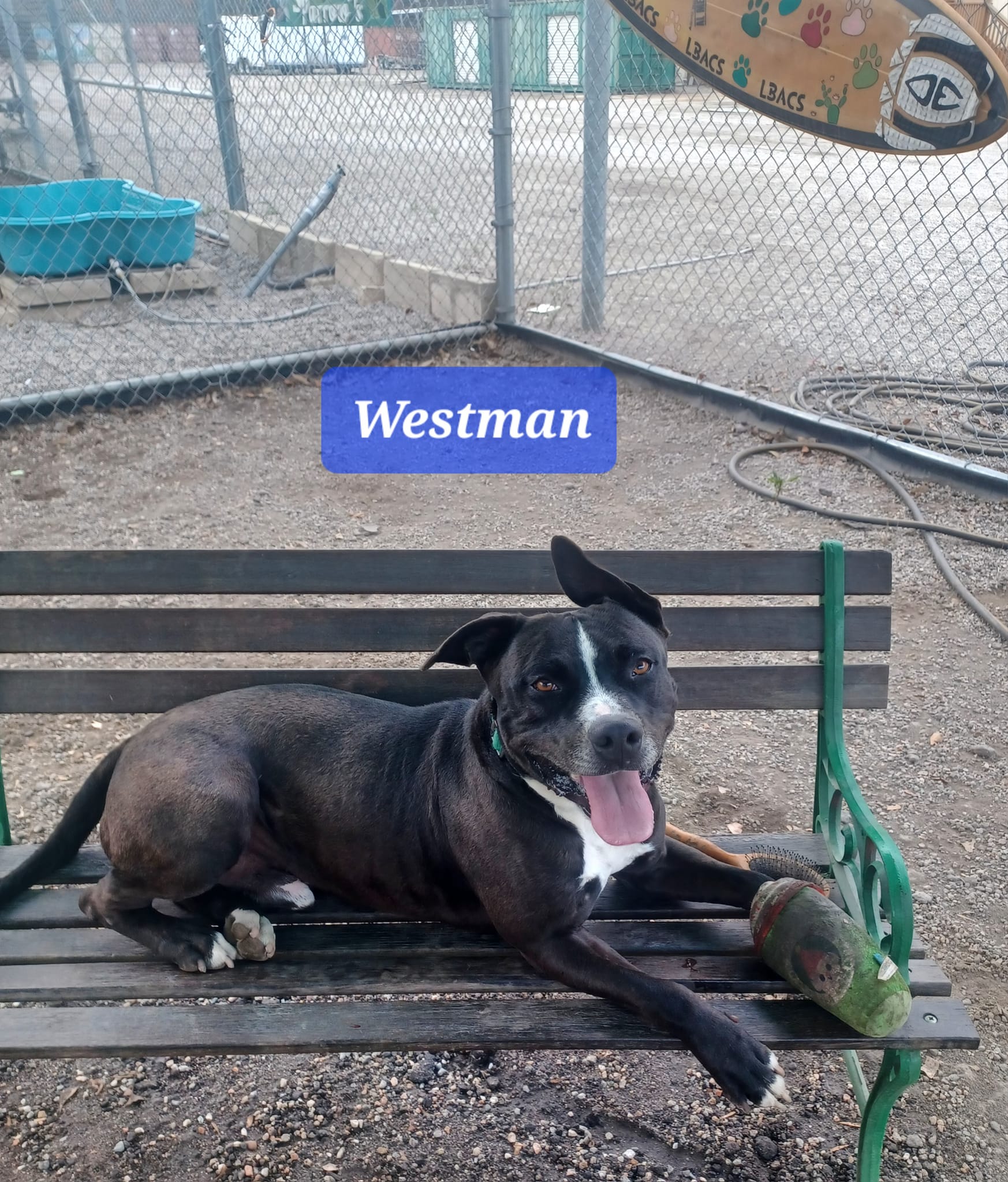 A big black and white dog lays on a bench.