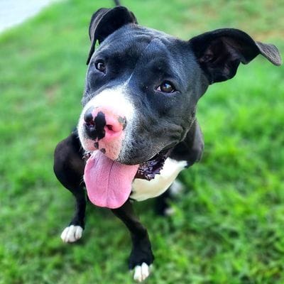 A black and white dog has its tongue hanging out as it relaxes on the grass.