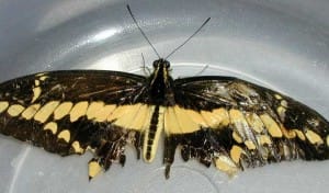 A black and yellow butterfly.
