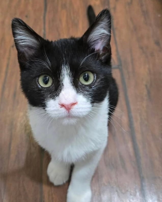 A black and white cat sits on the floor.
