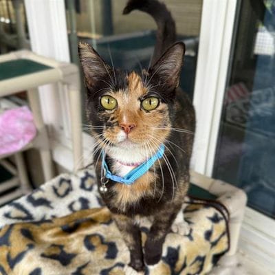 Beautiful calico cat wearing a blue collar.