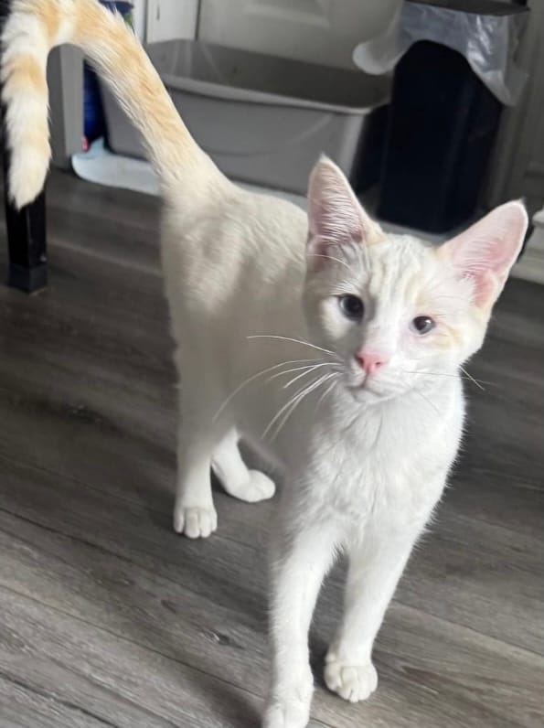 A white cat stands on the floor.