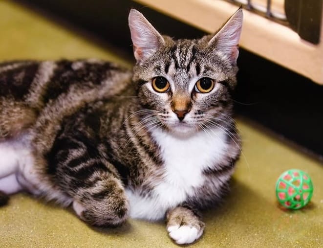 A gray and white cat rests on the floor next to a green ball.