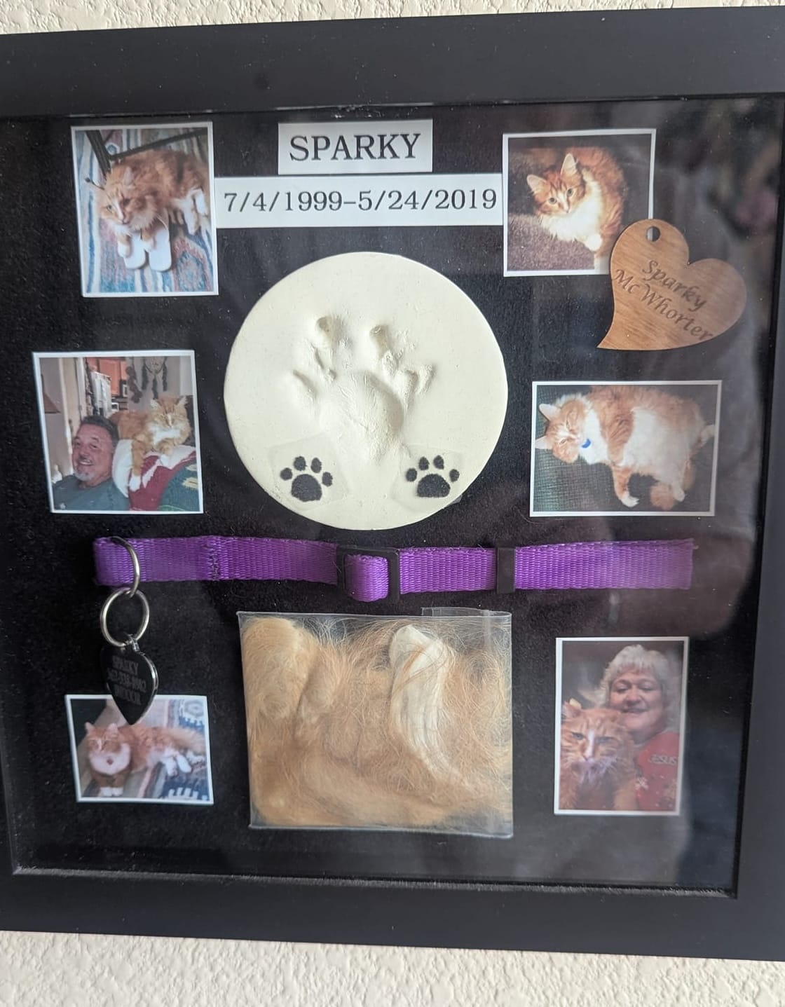 Shadow box containing photos of a beautiful orange cat.