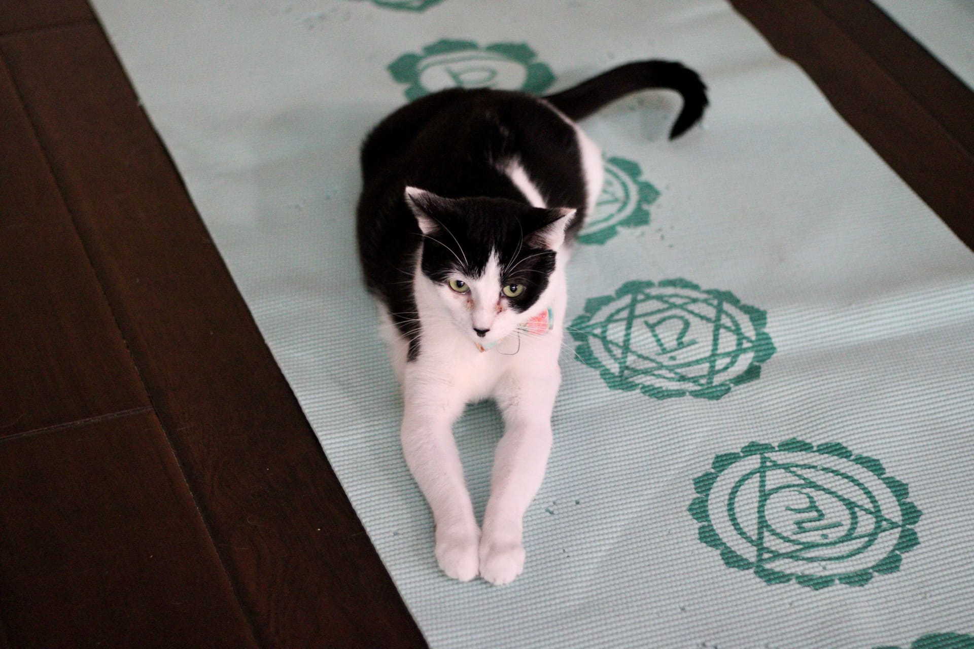 A black and white cat lays down on the floor.