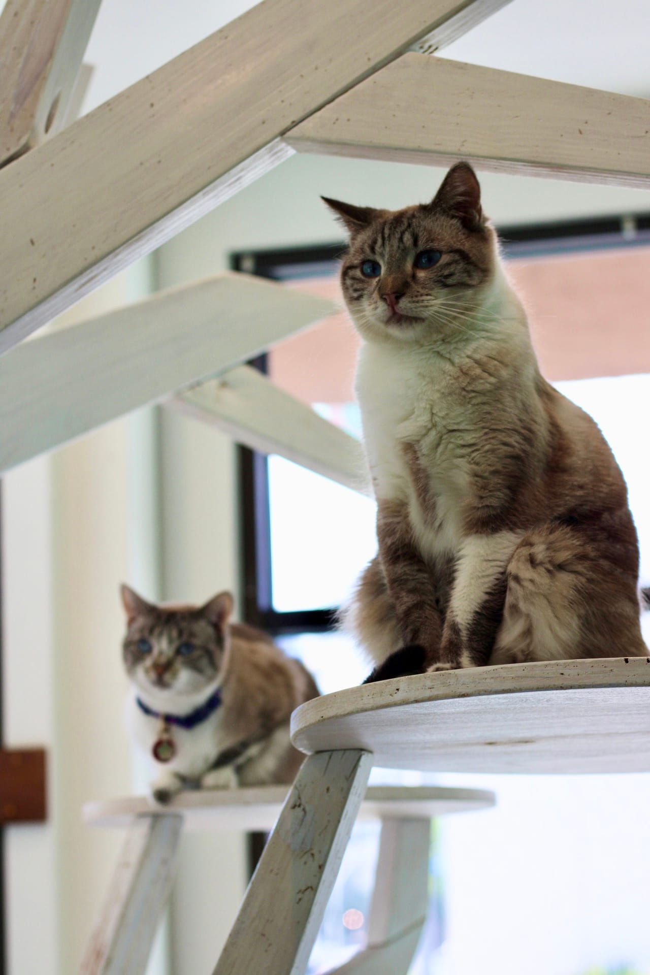 Two beige and white cats sit next to each other on stools.