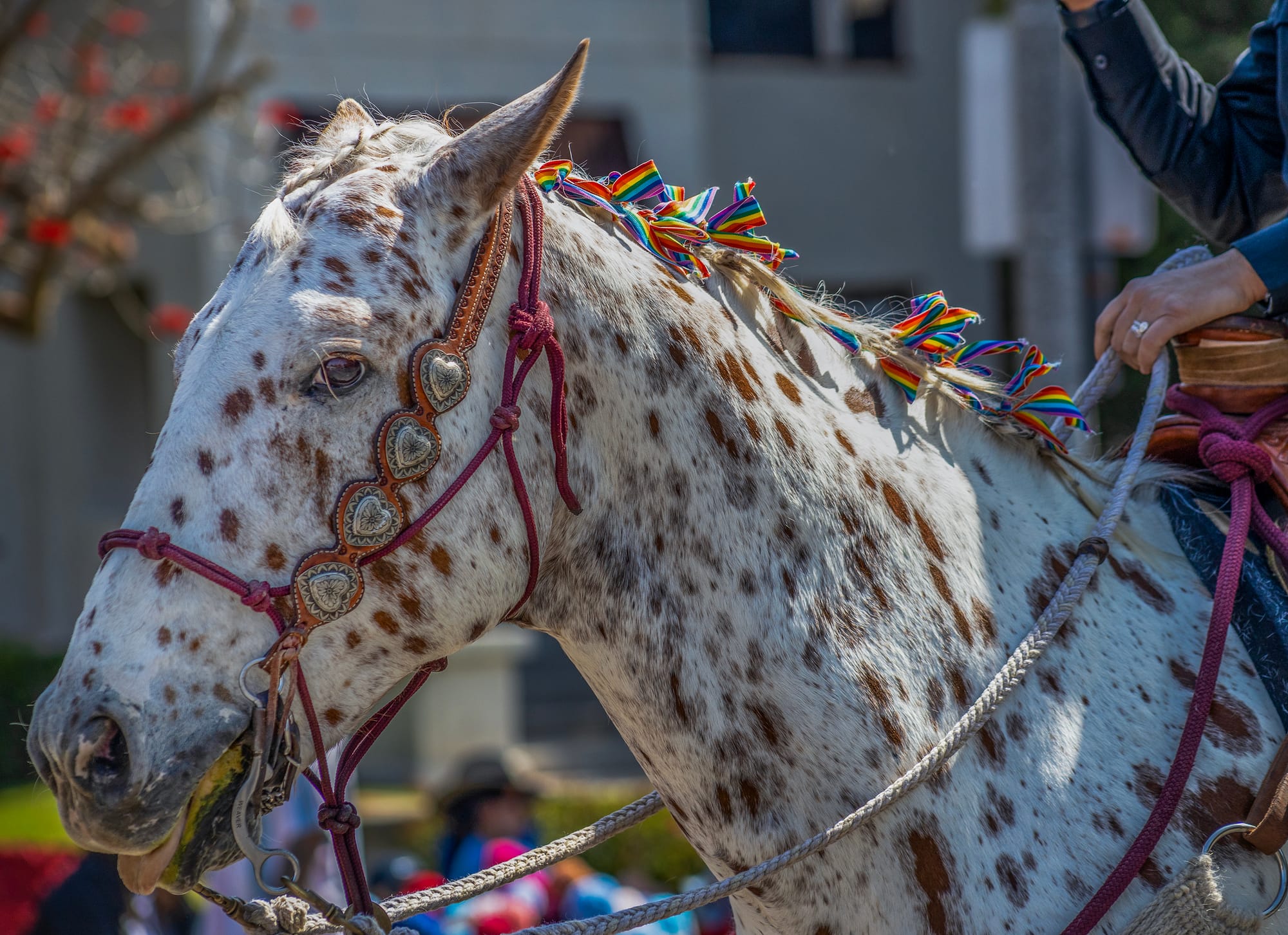 A white and brown horse has rainbow-colored bowties in its mane.