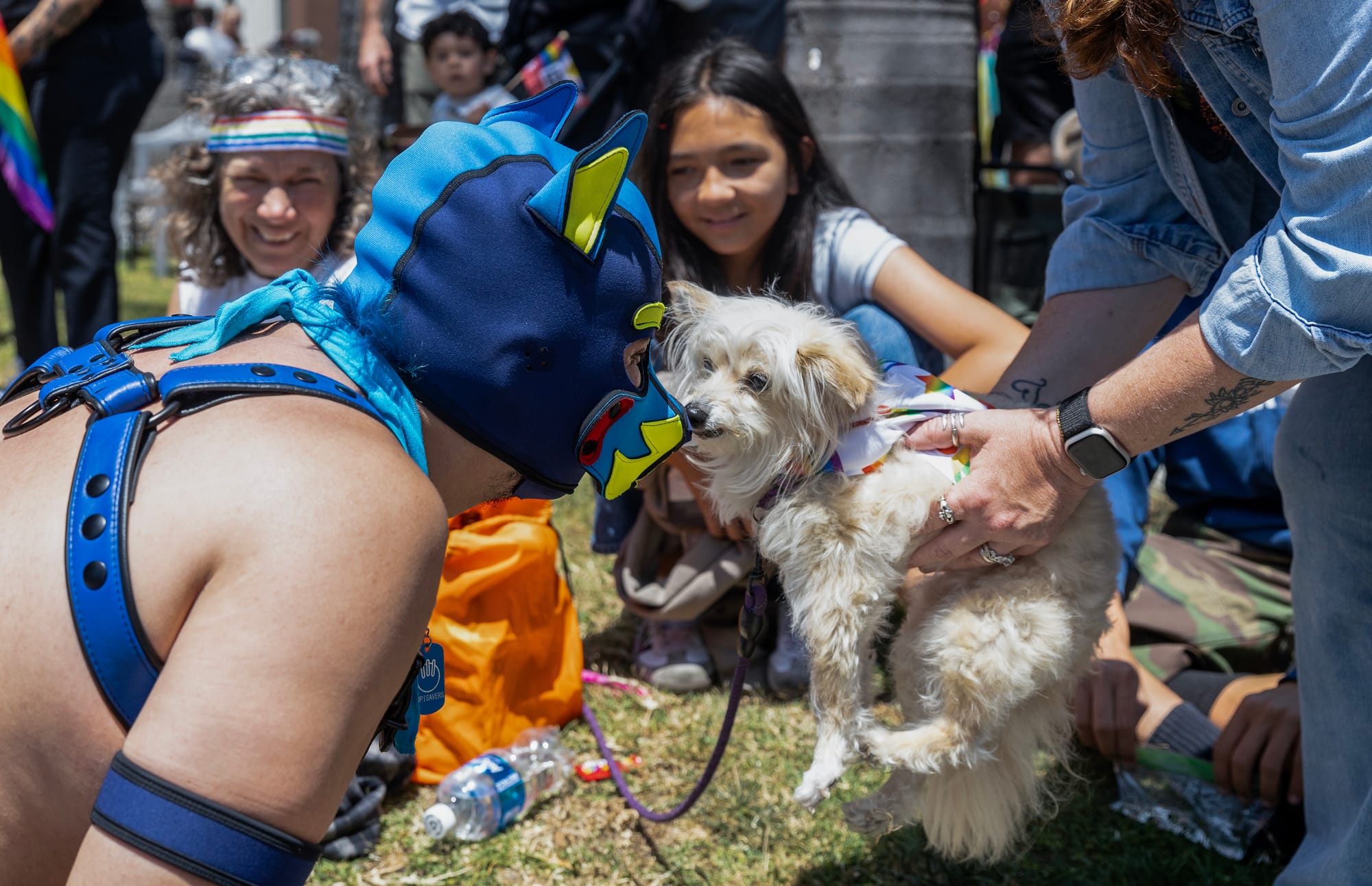 A person in a blue wrestling mask gets close to a small white dog.