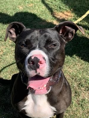 A really good black and white dog with a speckled pink nose.
