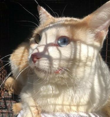 Gorgeous yellow cat with one green eye and one blue eye.