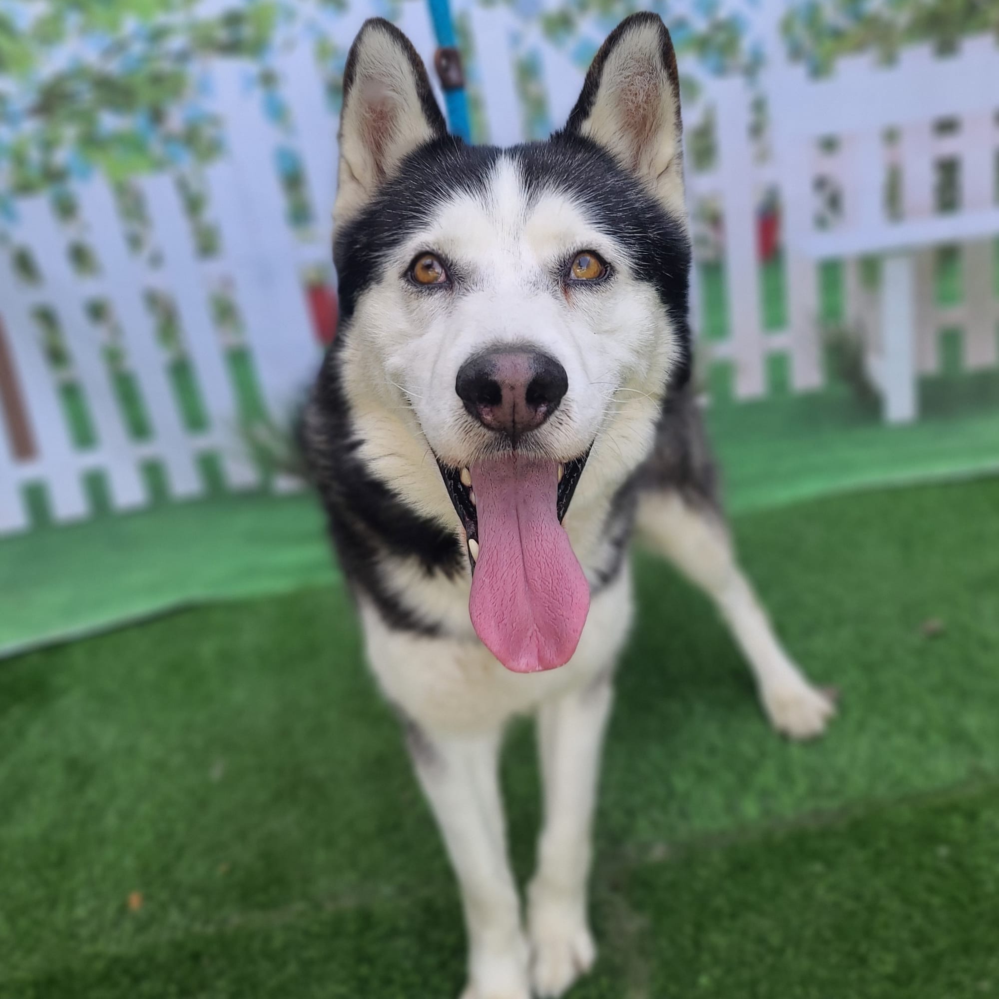 A really good black and white dog stands on grass with his tongue out.