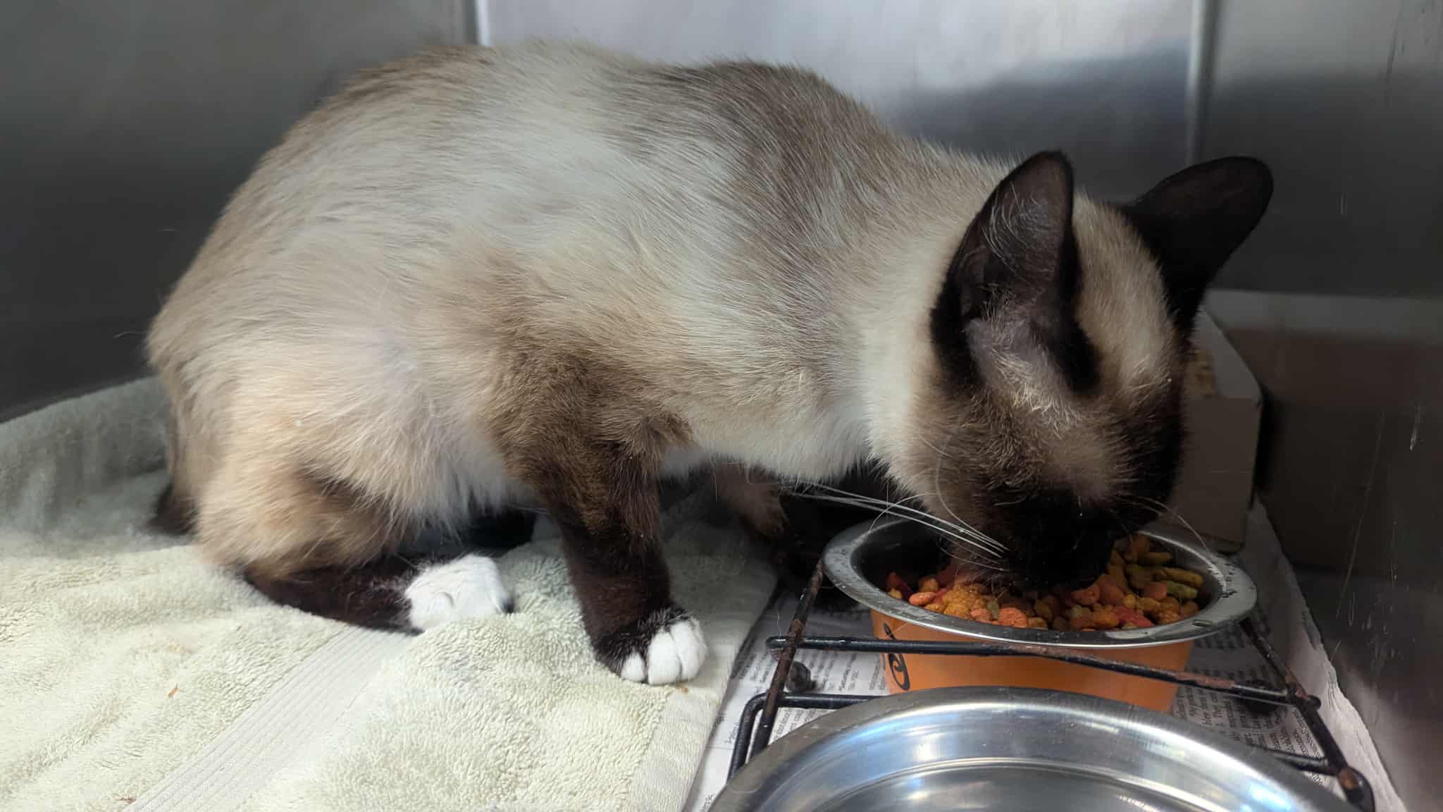 Sweet gray and black cat eating food.